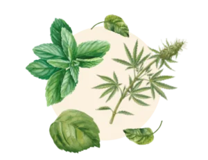 Parfums pour bougies et savons Aromatique