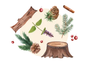 Parfums pour bougies et savons Boisés