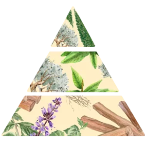 Pyramide olfactive Bois d'olivier