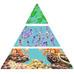 Parfum pour savons Lavande pyramide olfactive FP